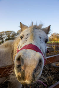 Close-up of a horse against the sky