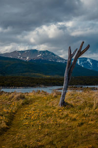 Dead plant on land against sky