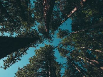 Low angle view of trees against sky