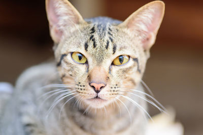 Close-up portrait of a cat