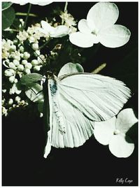 Close-up of white flowers