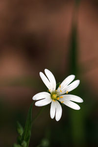 Close-up of white daisy flower