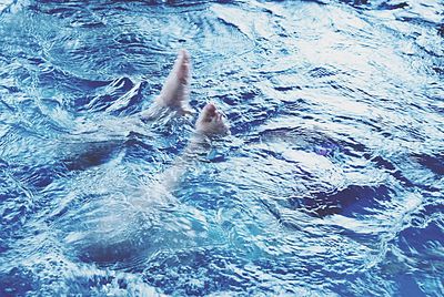 High angle view of person swimming in pool