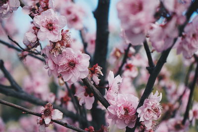 Close-up of pink cherry blossom