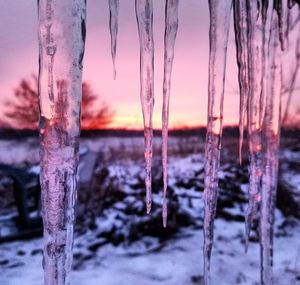 Close-up of icicles on tree during sunset