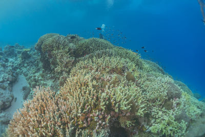 Close-up of coral in sea