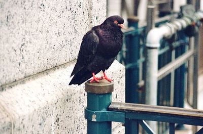 Bird perching on wall