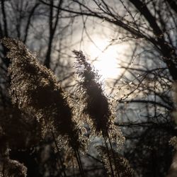 Low angle view of bare tree in forest during winter