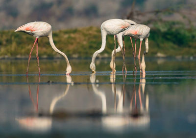 Birds in a lake