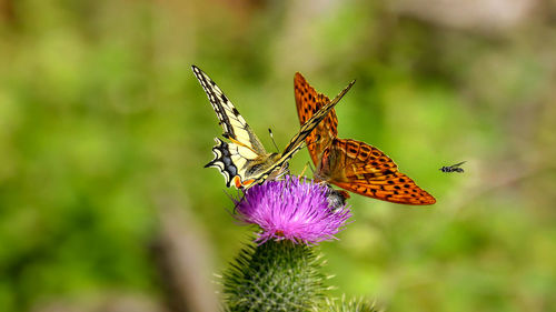 Butterflies on purple thistle