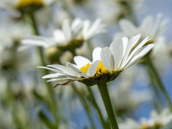 Close-up of white flowering plant