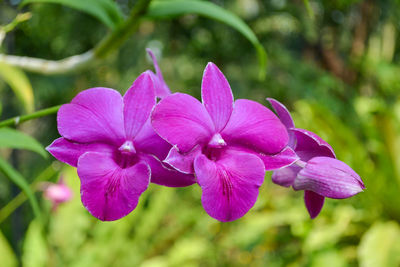 Close-up of pink flowering plant