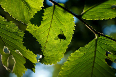 Close-up of leaves on tree