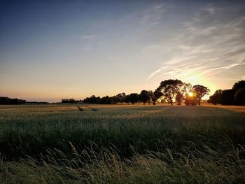 Scenic view of field against sky during sunset