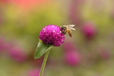 Close-up of bee pollinating on pink flower