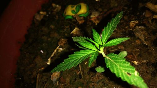 Close-up of plant growing on tree trunk