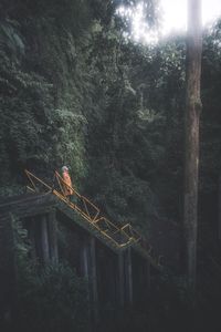 View of bridge in forest