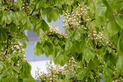 Low angle view of fruits growing on tree