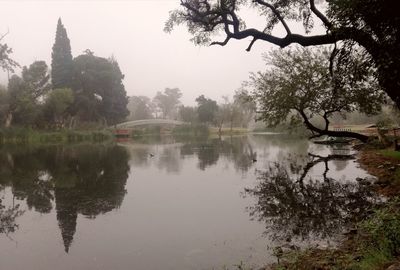 Reflection of trees in lake