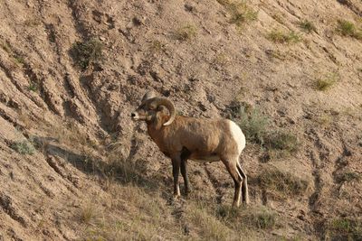 Sheep standing on field