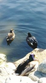Birds perching on rock by lake