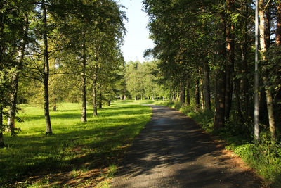 Footpath amidst trees