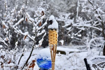 Close-up of snow covered plants on land