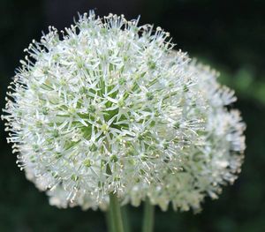 Close-up of plant