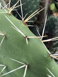 Close-up of plant