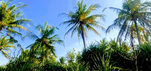 Low angle view of coconut palm trees against blue sky