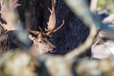 View of deer on land