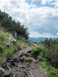 Plants growing on land against sky