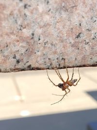 Close-up of spider on wall