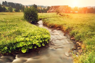 Stream in forest