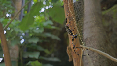 Close-up of spider on plant