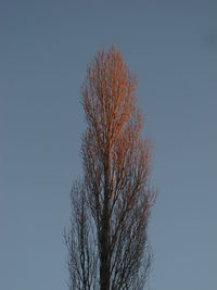 Bare tree against clear sky