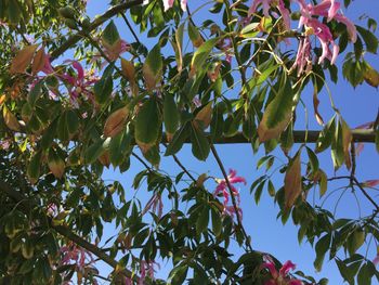 Low angle view of tree against sky