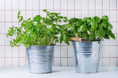 Close-up of potted plants on table against white tiled wall