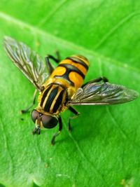 Close-up of insect on leaf