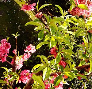 Close-up of pink flowers