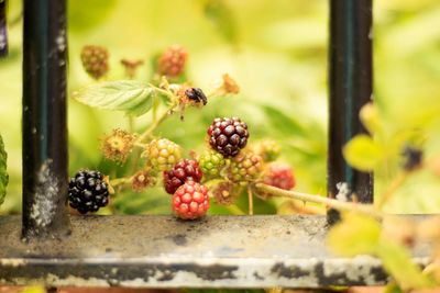 Close-up of berries growing on plant