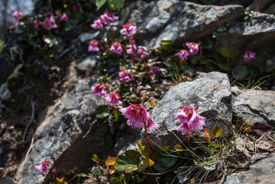 Close-up of pink flowers on rock