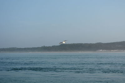 Bird flying over sea against sky