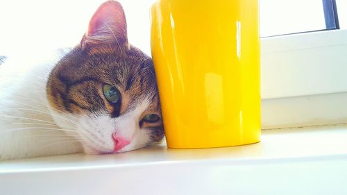 Close-up portrait of cat