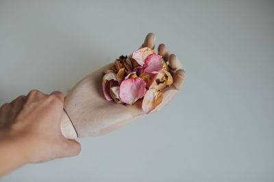 Midsection of person holding pink rose against white background