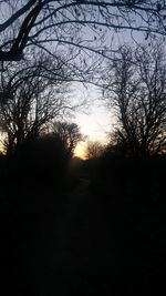 Silhouette of trees at sunset