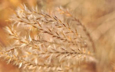 Close-up of wheat