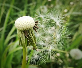 Close-up of dandelion on plant