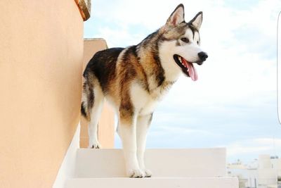 Dog standing against sky