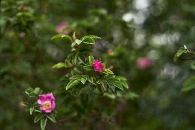 Close-up of pink flowering plant